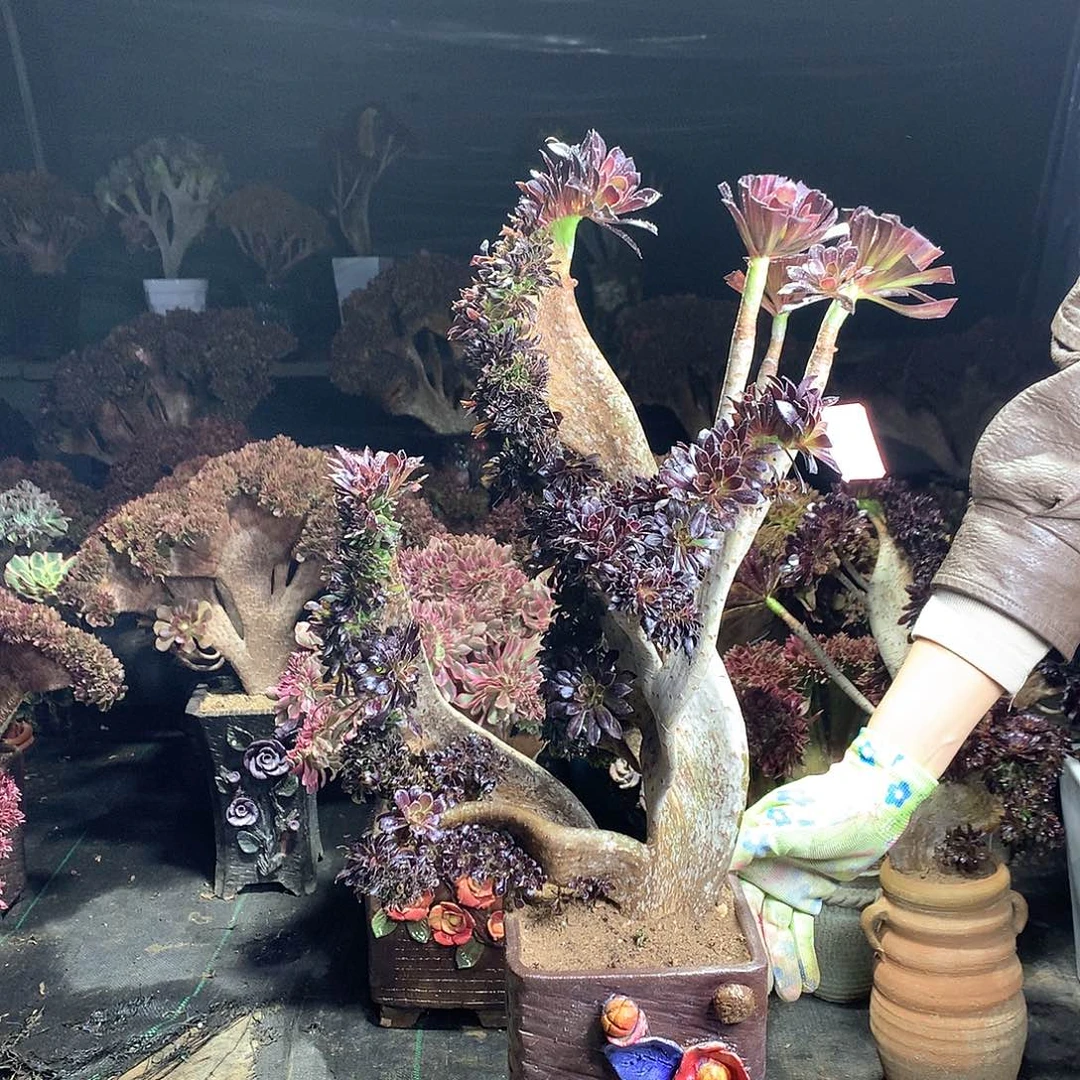 雾*雾仙12335661145