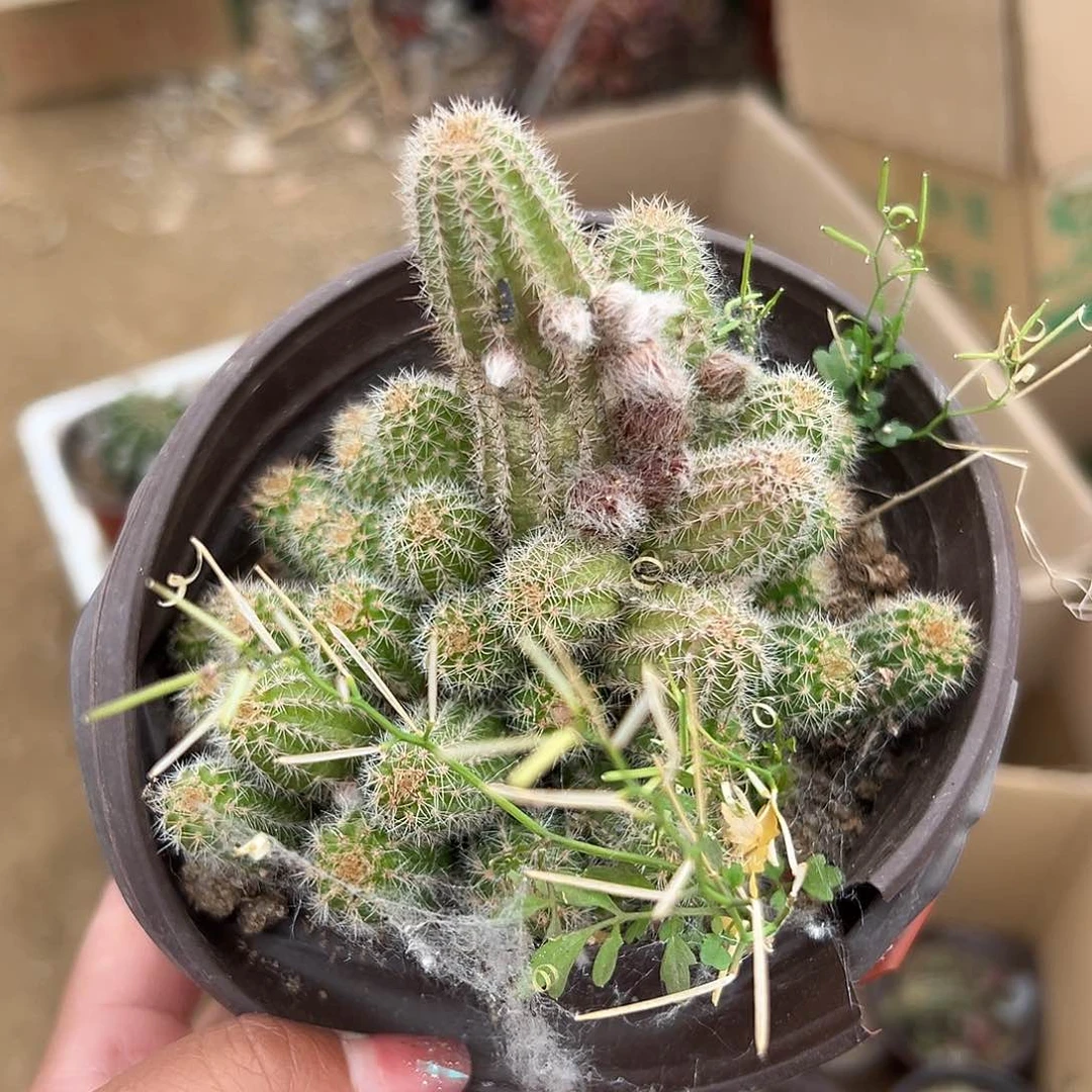 多肉植物多肉植物