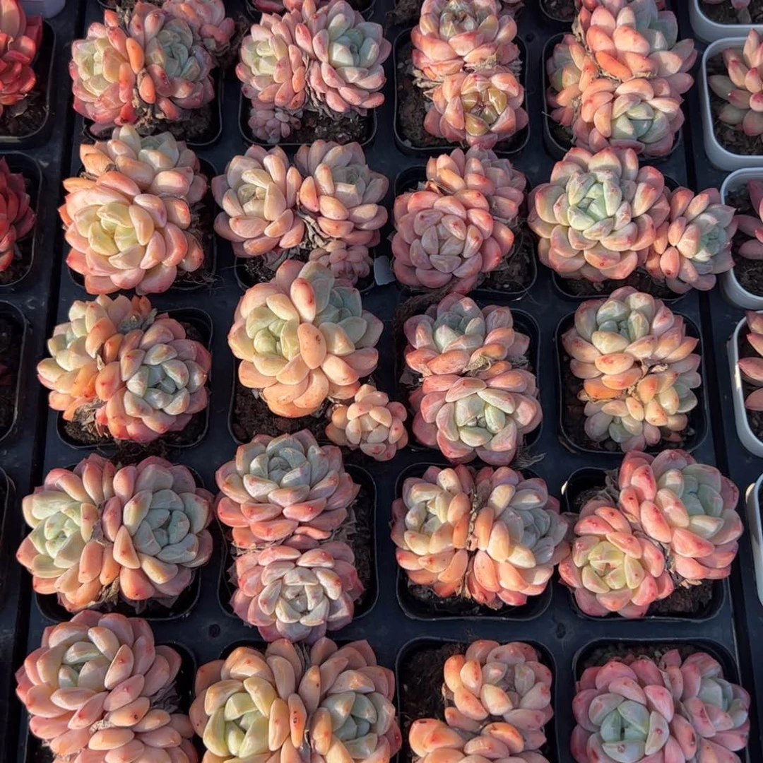 厚梦双头 满30包邮发货