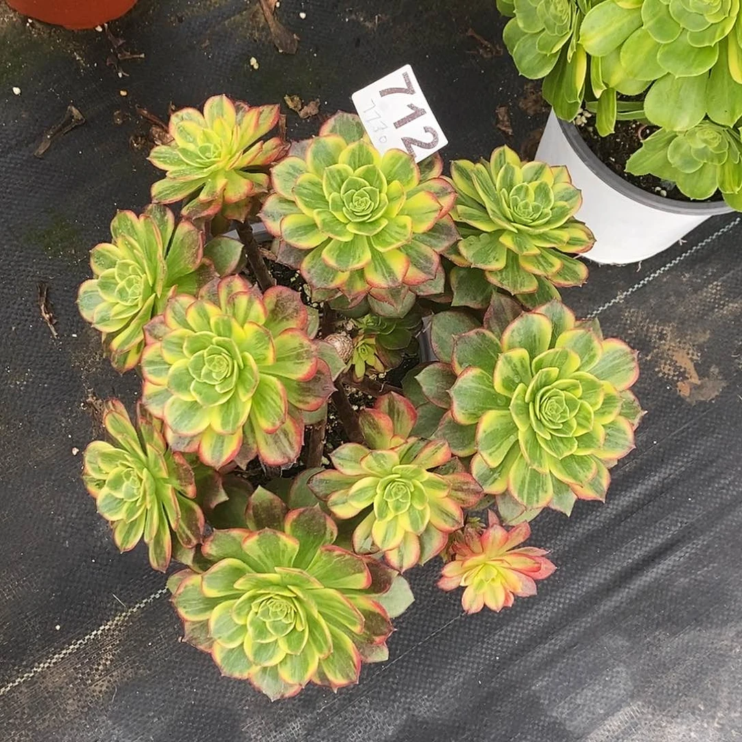 712万黄锦有砍头福利价