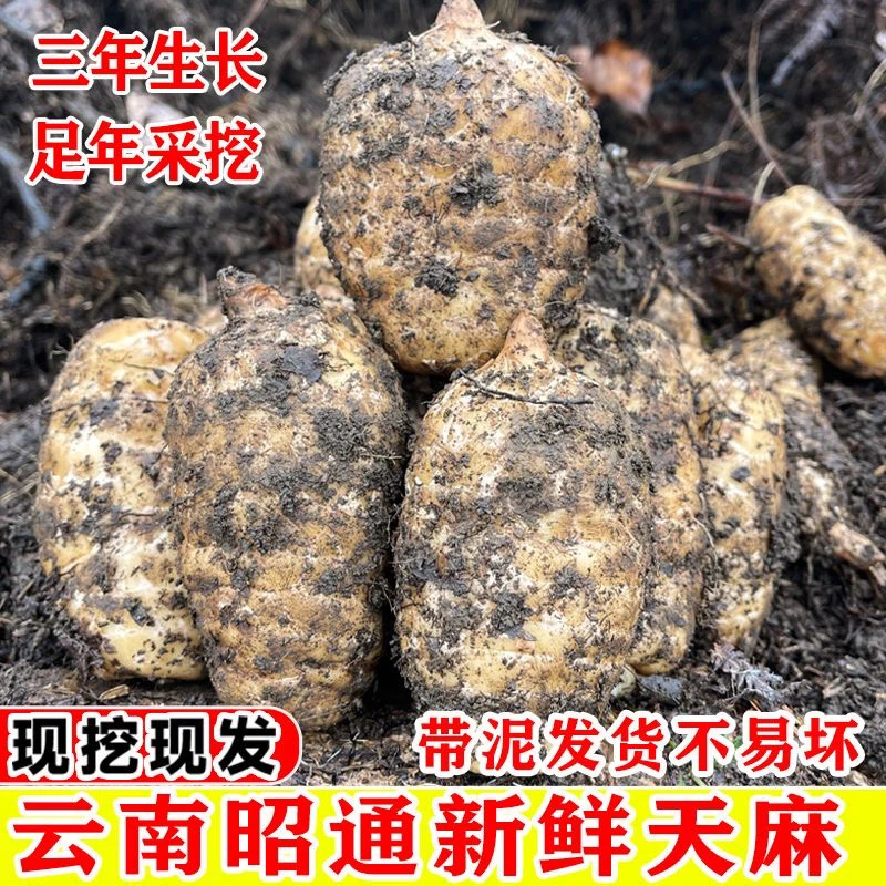 云南昭通小草坝新鲜天麻 不甜不糯不要钱 产地直发 送礼超有面