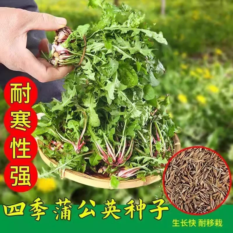 蒲公英种子种籽四季婆婆丁春秋冬季野菜种孑盆栽蔬菜青菜大全籽