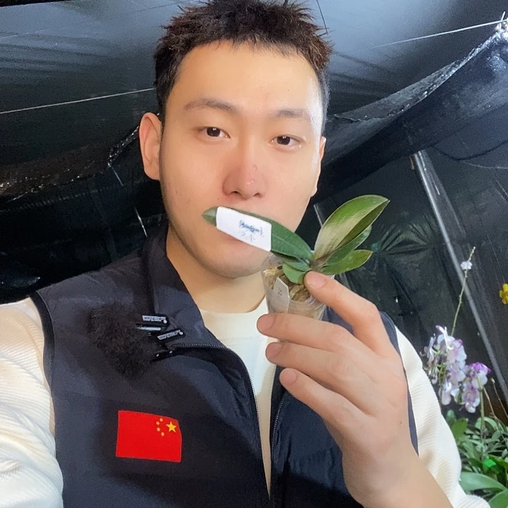 无花朵伯爵奶茶蝴蝶兰