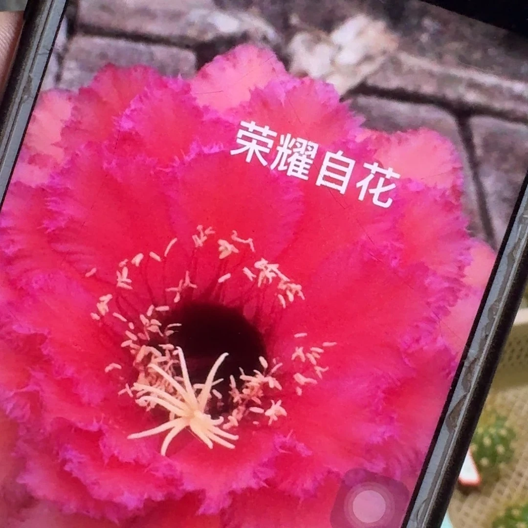 荣耀自花侧芽5公分毛花柱仙人球