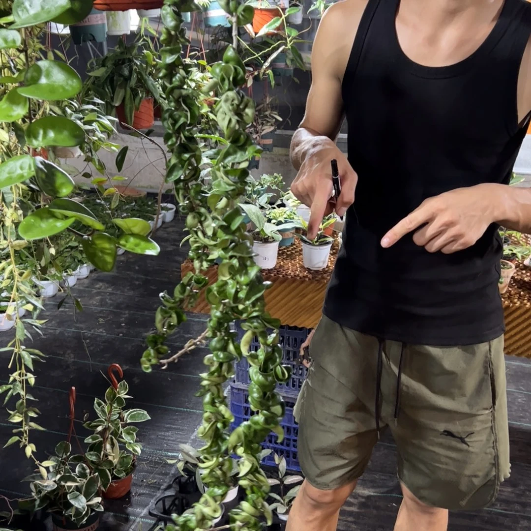 小***雨无花朵卷叶球兰大苗