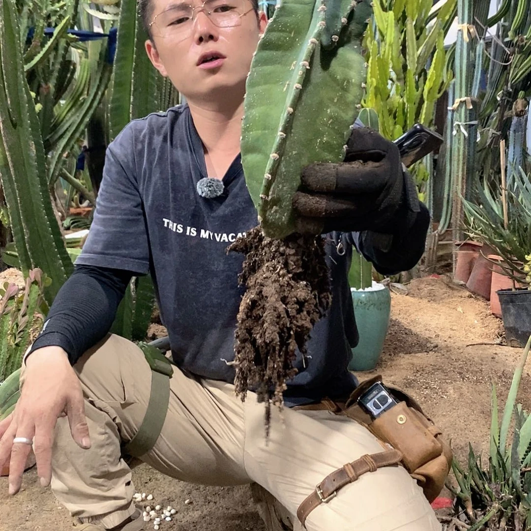 15-20公分秘鲁苹果侧枝有根