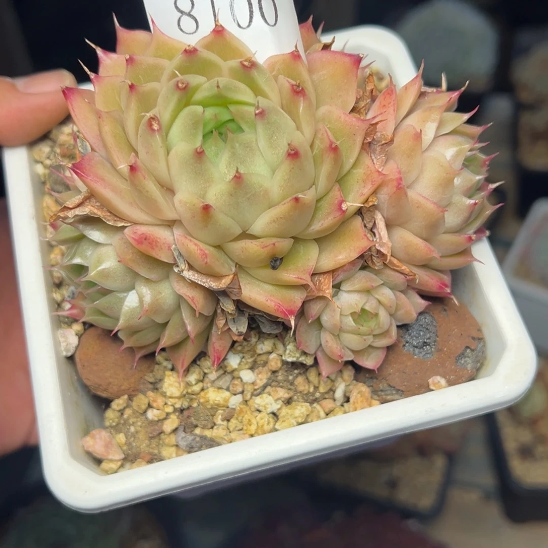 S****g8100多肉多多多多