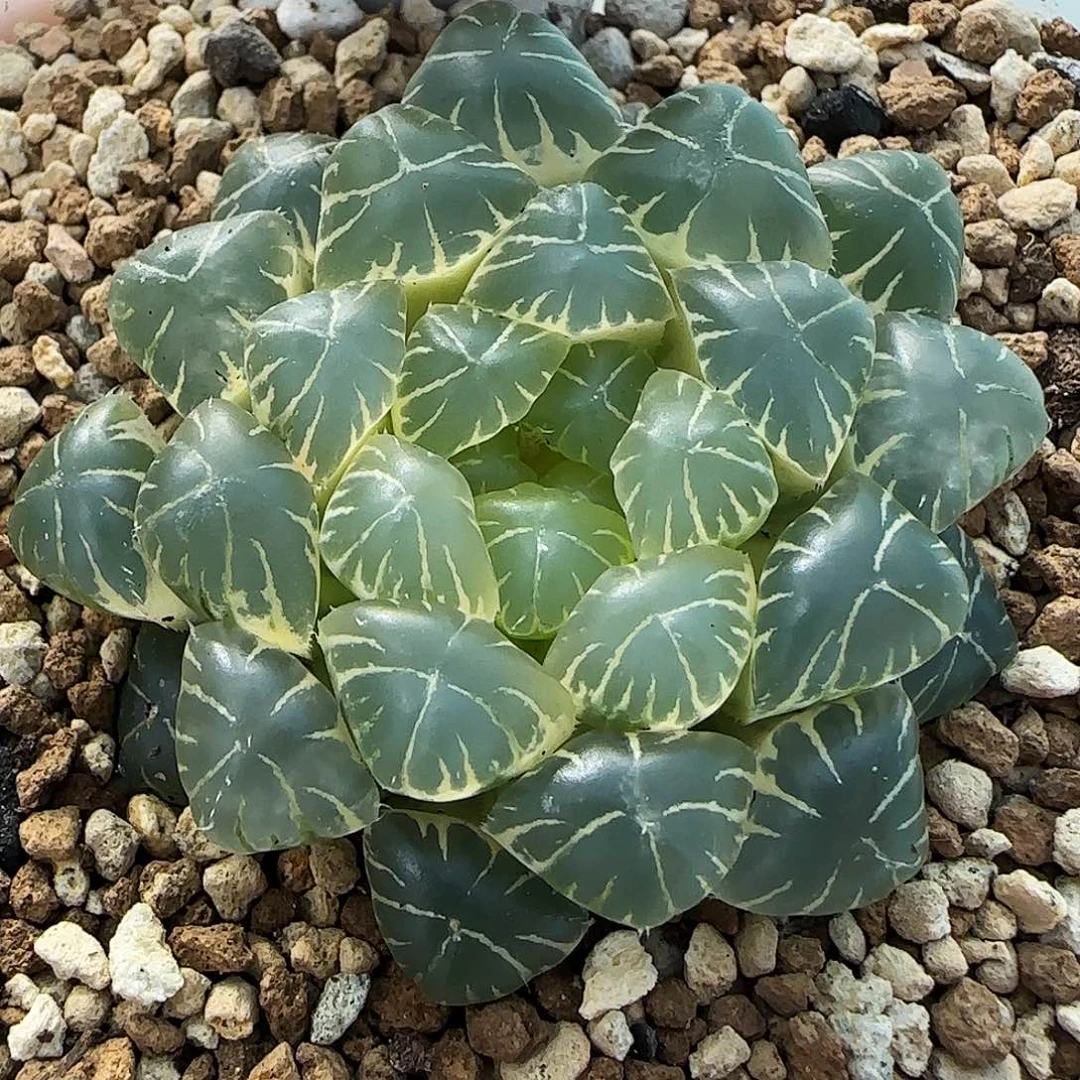 211号糊斑湖水5.2左右一物一拍带盆土满