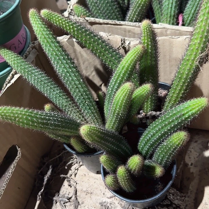 垂钓金妞小号三颗（掉头掉崽不售后）