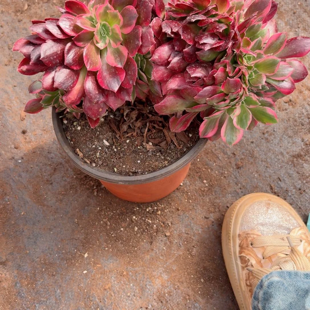 我7349 号多肉法师新年特价女郎