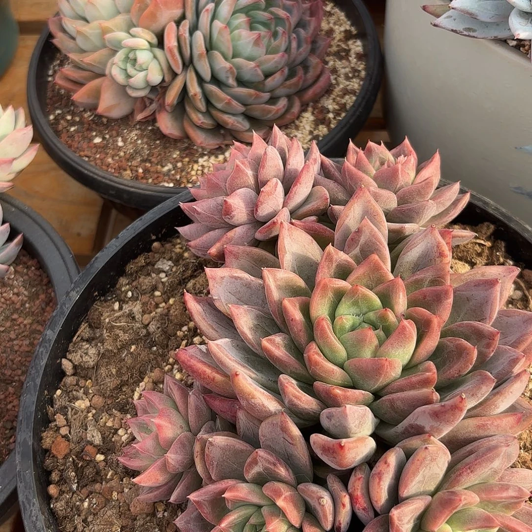 徐***吉东云杂交多肉植物