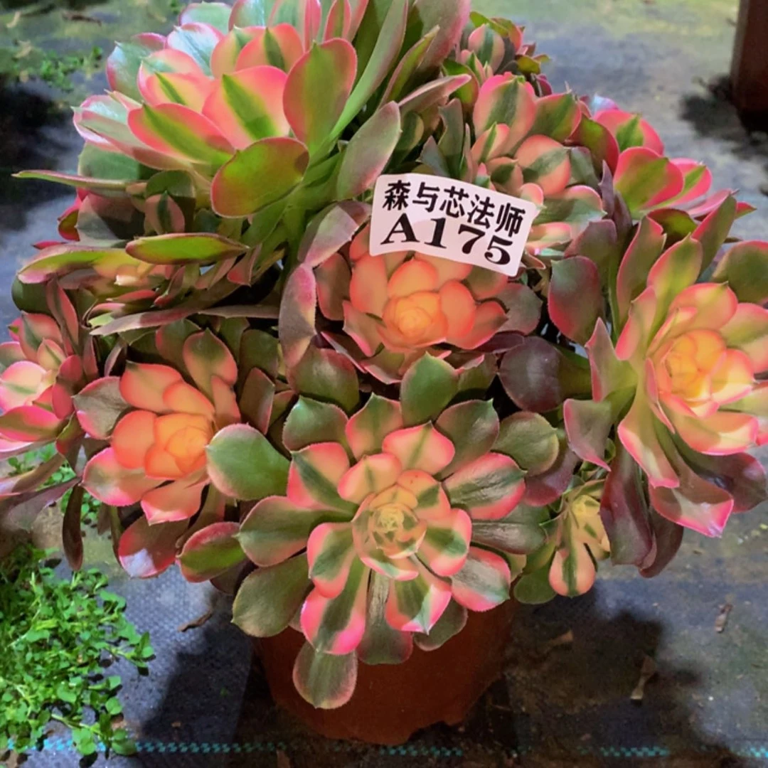 【闪购商品】175香妃