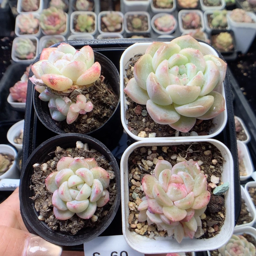 无花朵S60月英语英语