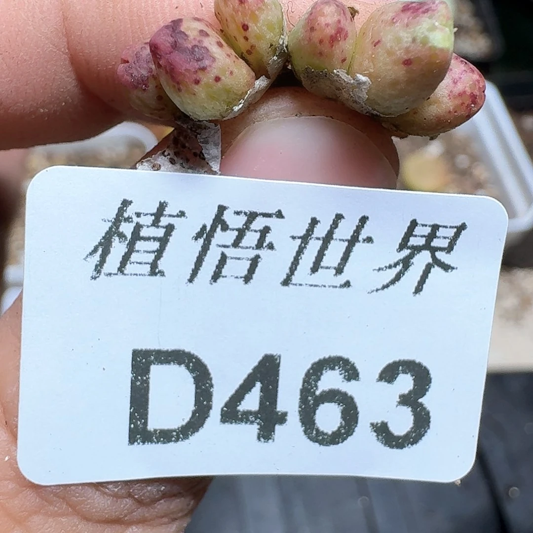463号多肉植物哇cv v