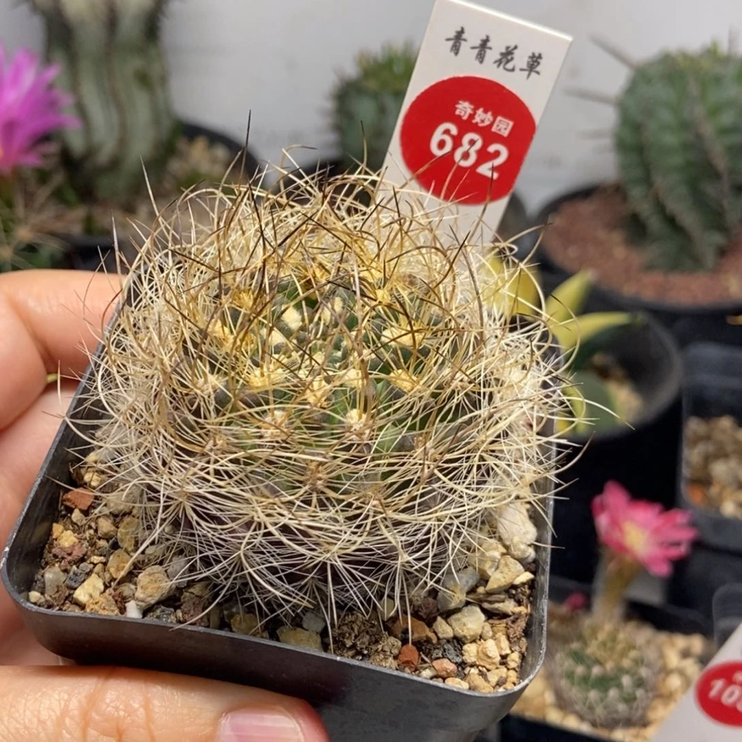 实生狂混乱玉银翁玉5cm