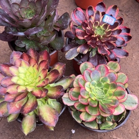 332多肉植物组合