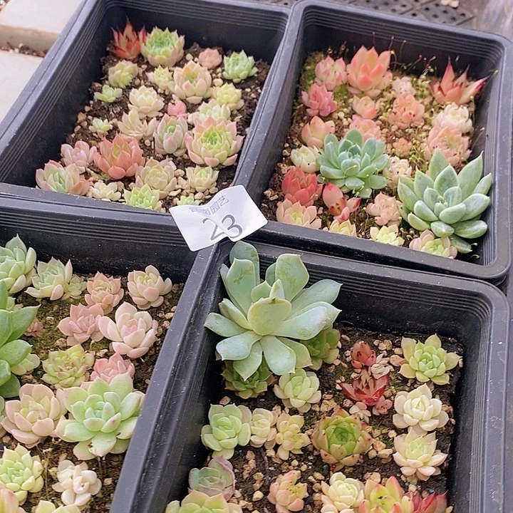 23 多肉植物盆栽花卉