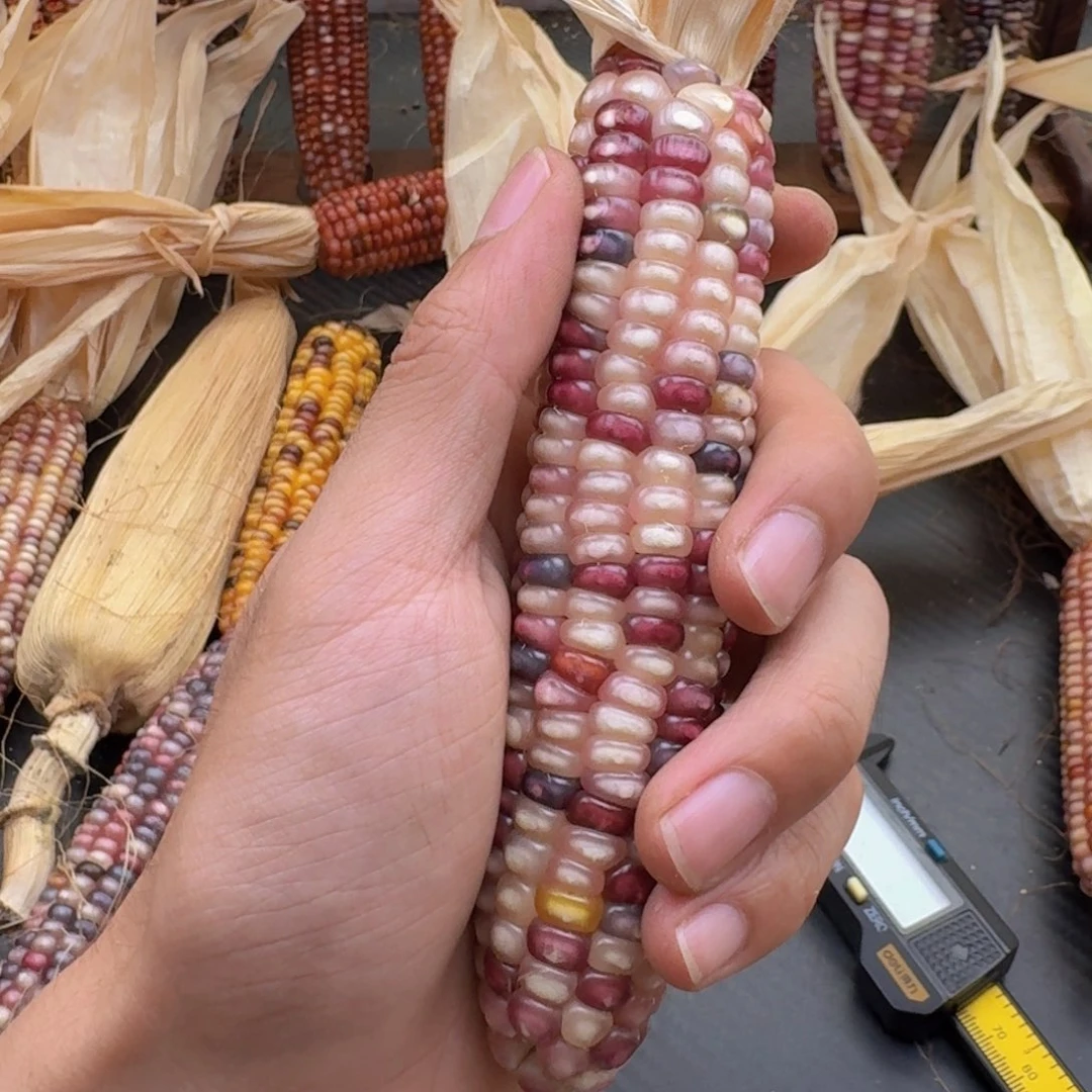 .***.柏香籽/百香籽吊坠