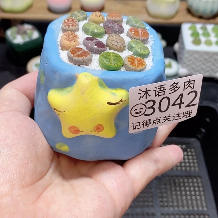 精美盆栽 一物一拍3042