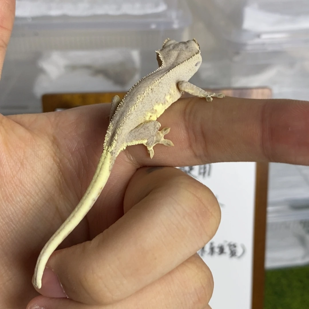 睫角守宫双红莉莉87000