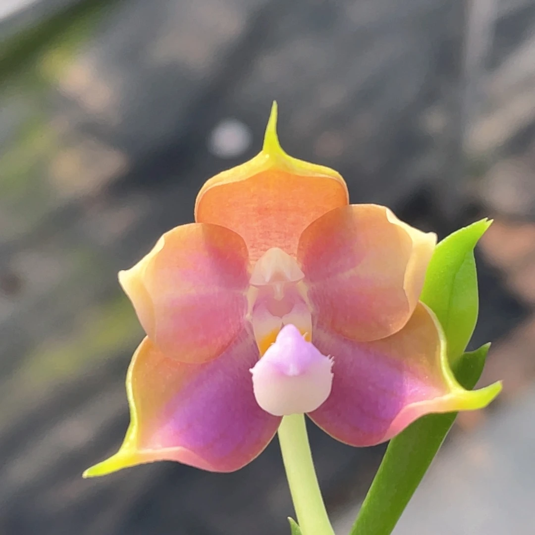 完全开放ca11189开花株