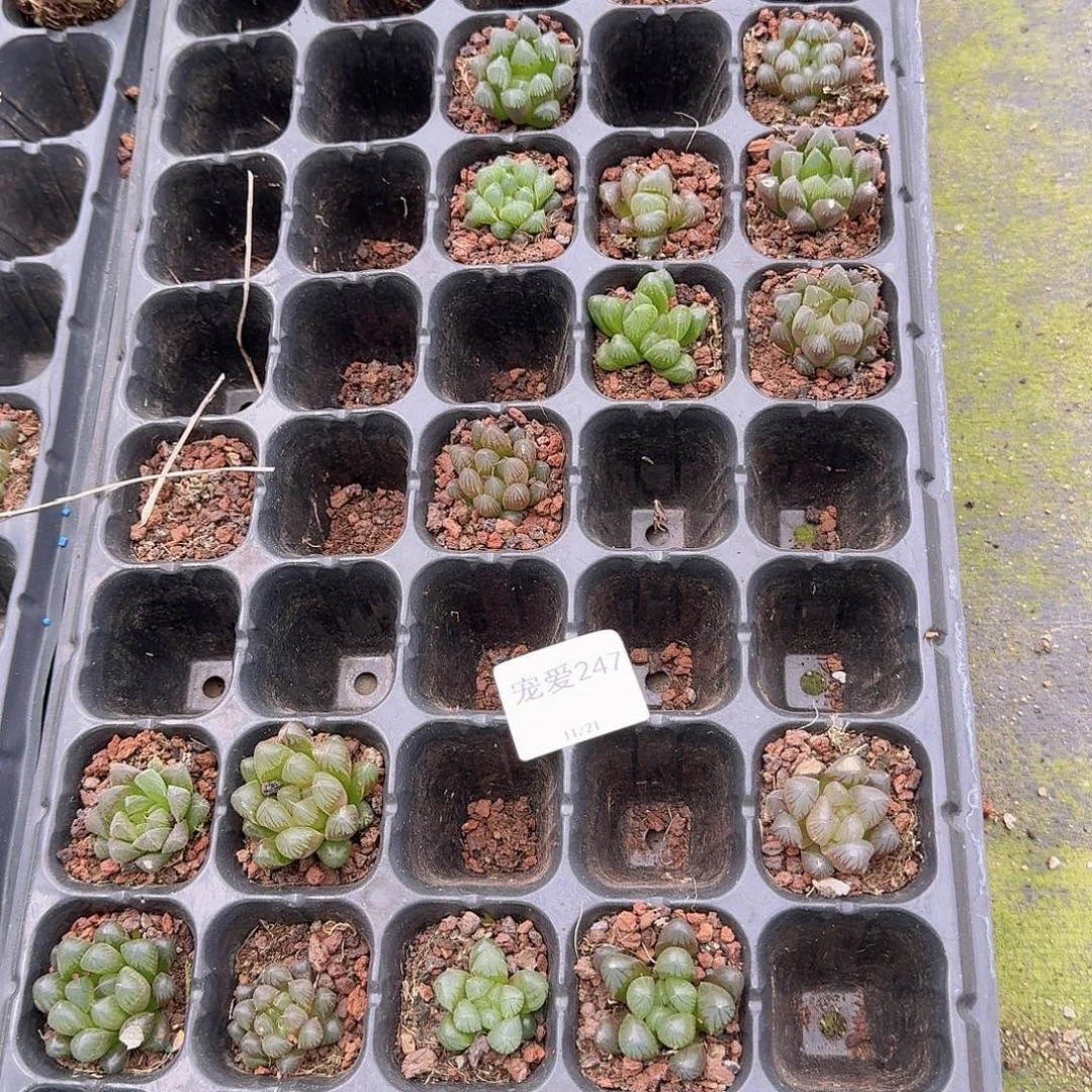 瑕疵不售后慎拍247