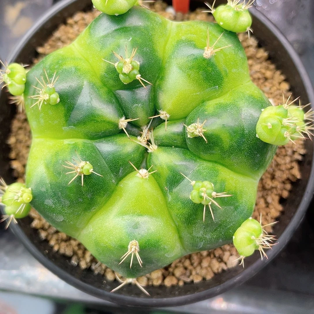 1-31绿巨人母本7.3厘米