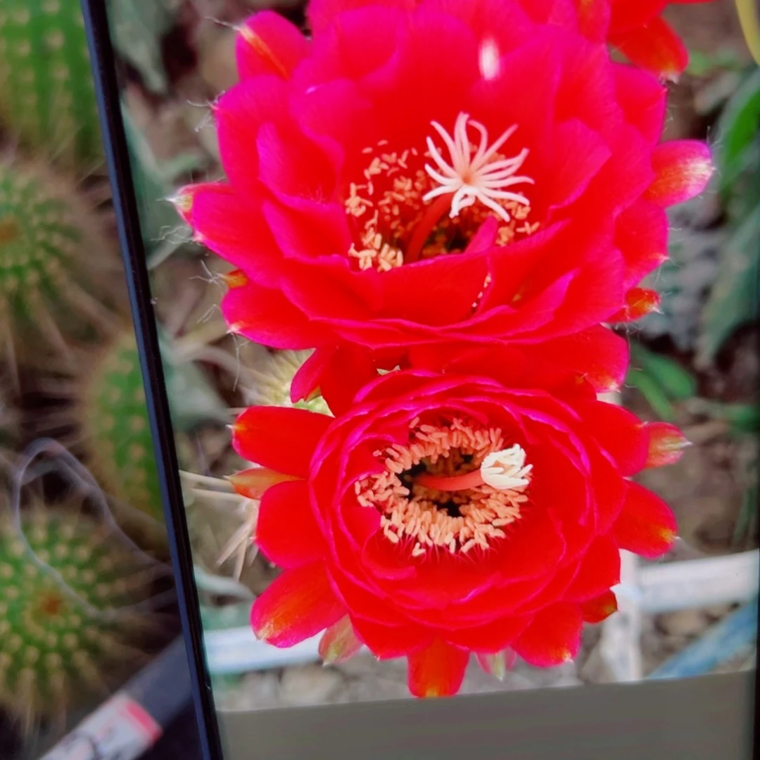 下26毛樱桃红斑点丑歪无根侧芽5公分左右20包邮