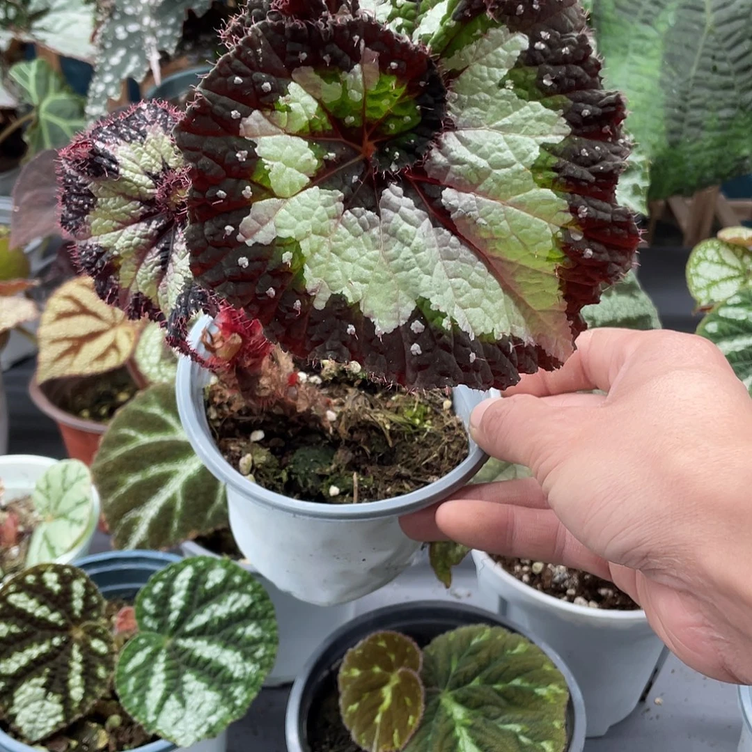 完全开放杂菜3螺旋