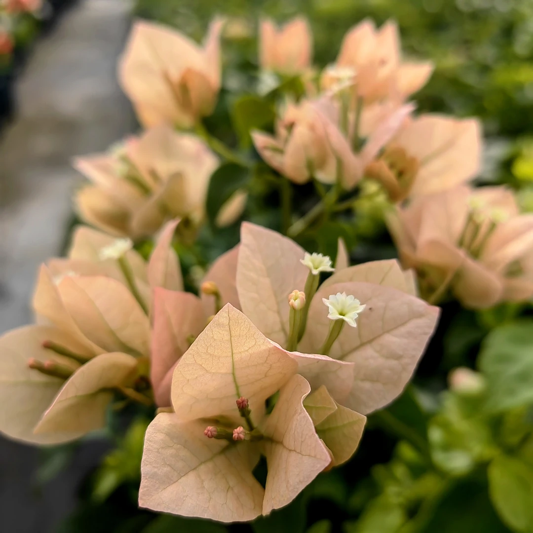 新品【绿叶马斯】勤花丰花，四季开，阳台庭院种植，0.5加仑！