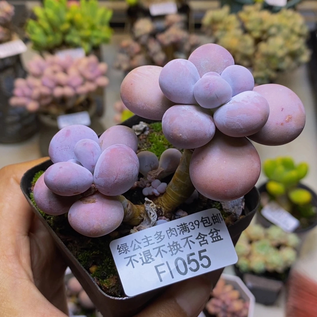 055芭比奶多肉7cm