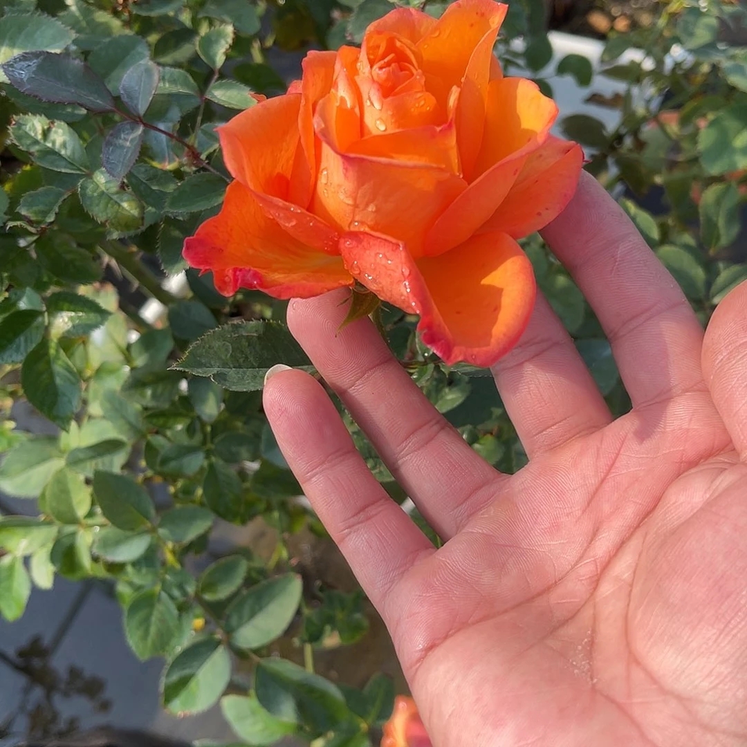 无花朵——-乐趣 福利款 五加仑