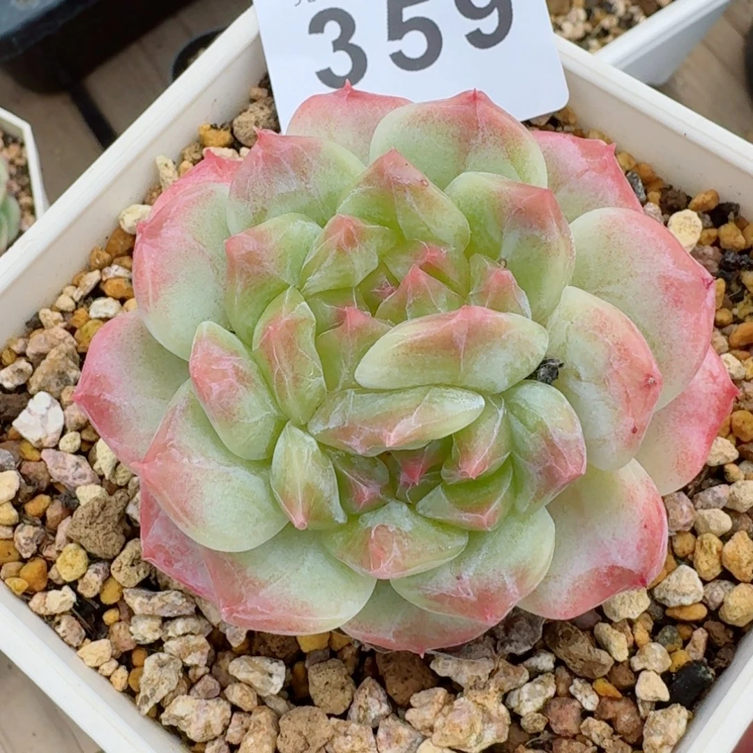 秘境双心            精美多肉植物