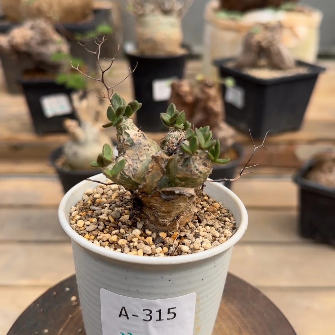 315奇峰锦属特殊叶形未知块根