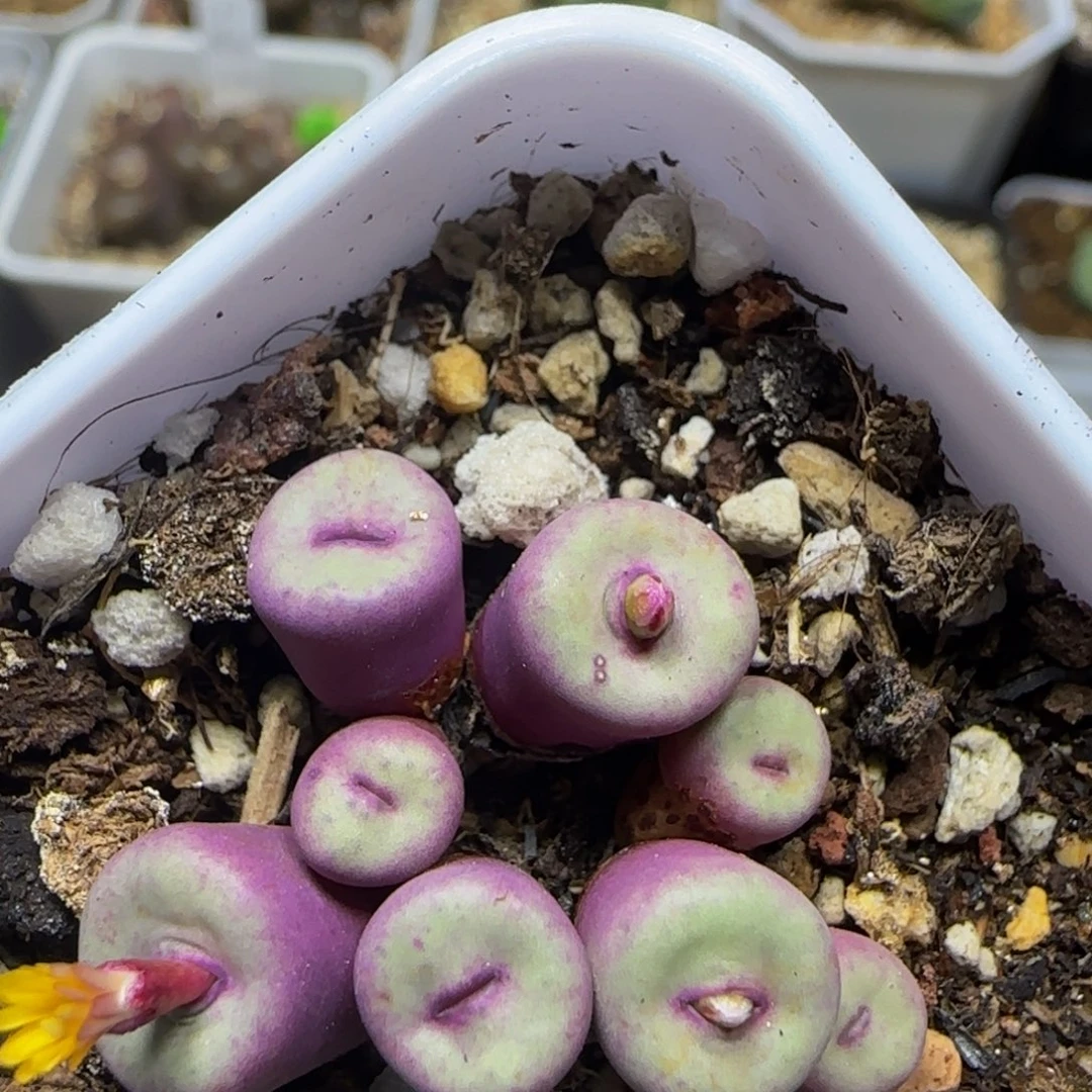 小红嘴群八头多肉植物242