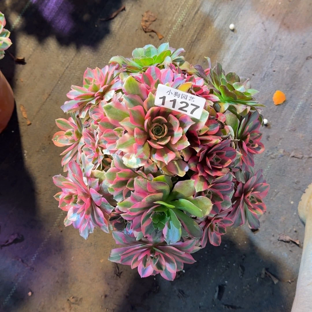 D****?女妖多肉植物1127