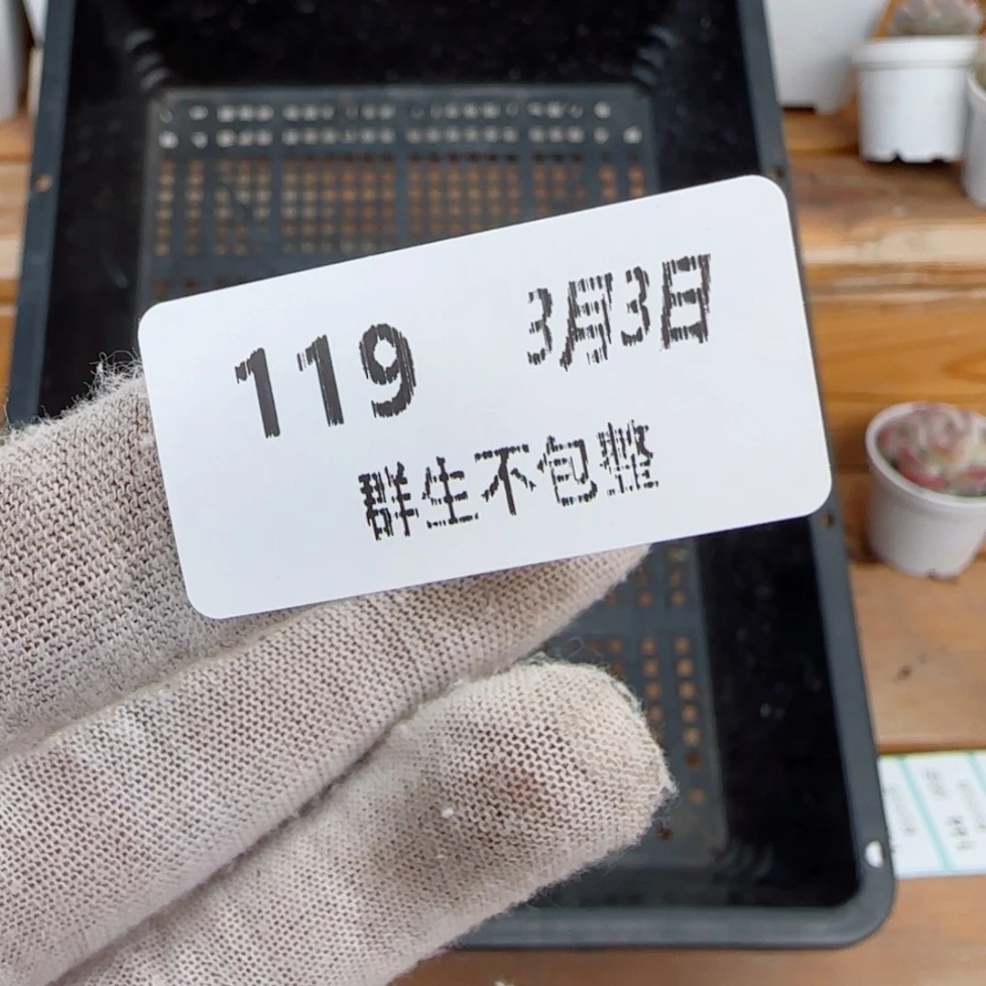 尤*框拍框拍0303-119