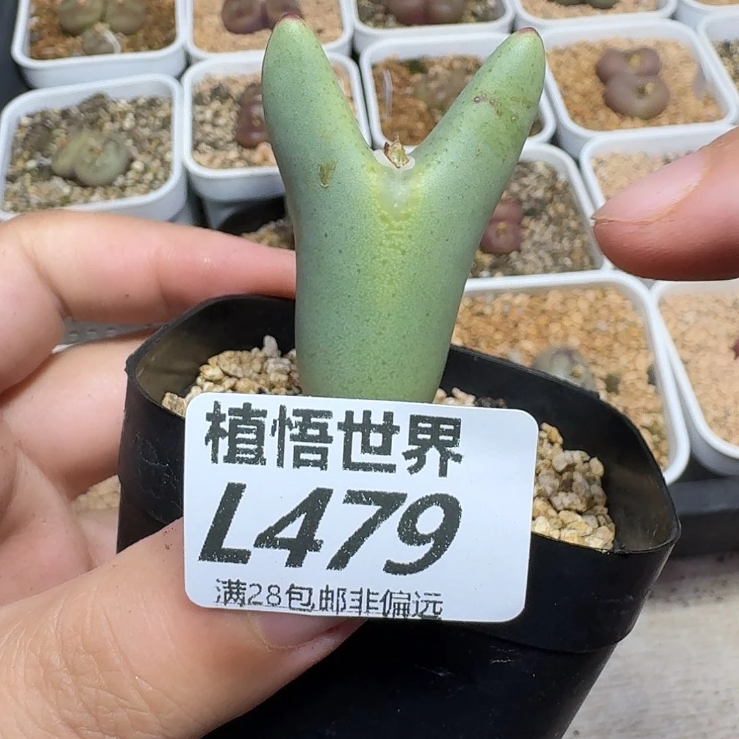 多肉植物的啊gbnnm