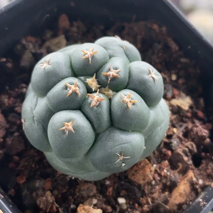 短豪刺象牙自根仙人球