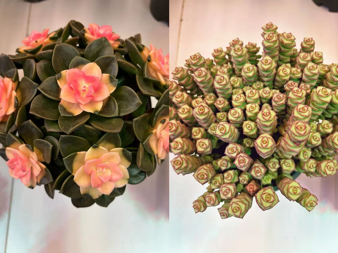 【巧克力锦+钱串】 带盆土发 新手好养室内室外 喜乐多肉