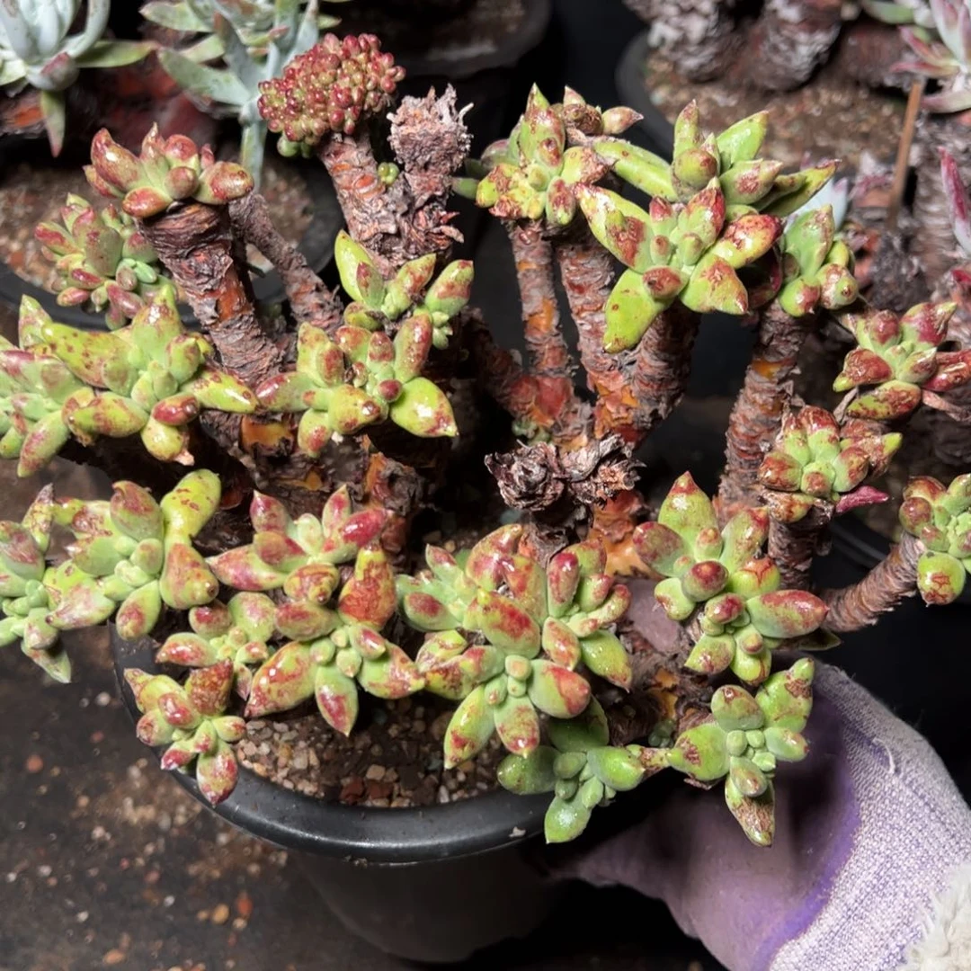 徐****）2378瑕疵哈哈哈哈哈哈哈哈