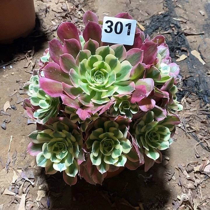 法师植物一物一拍301