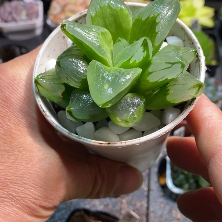 冰城寿万象盆玉露多肉