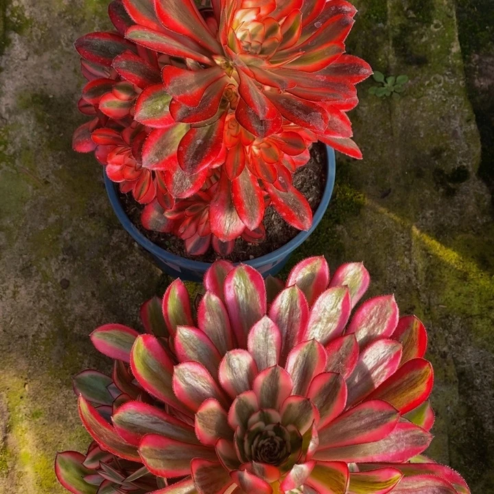 香奈儿加白月光一组多肉植物