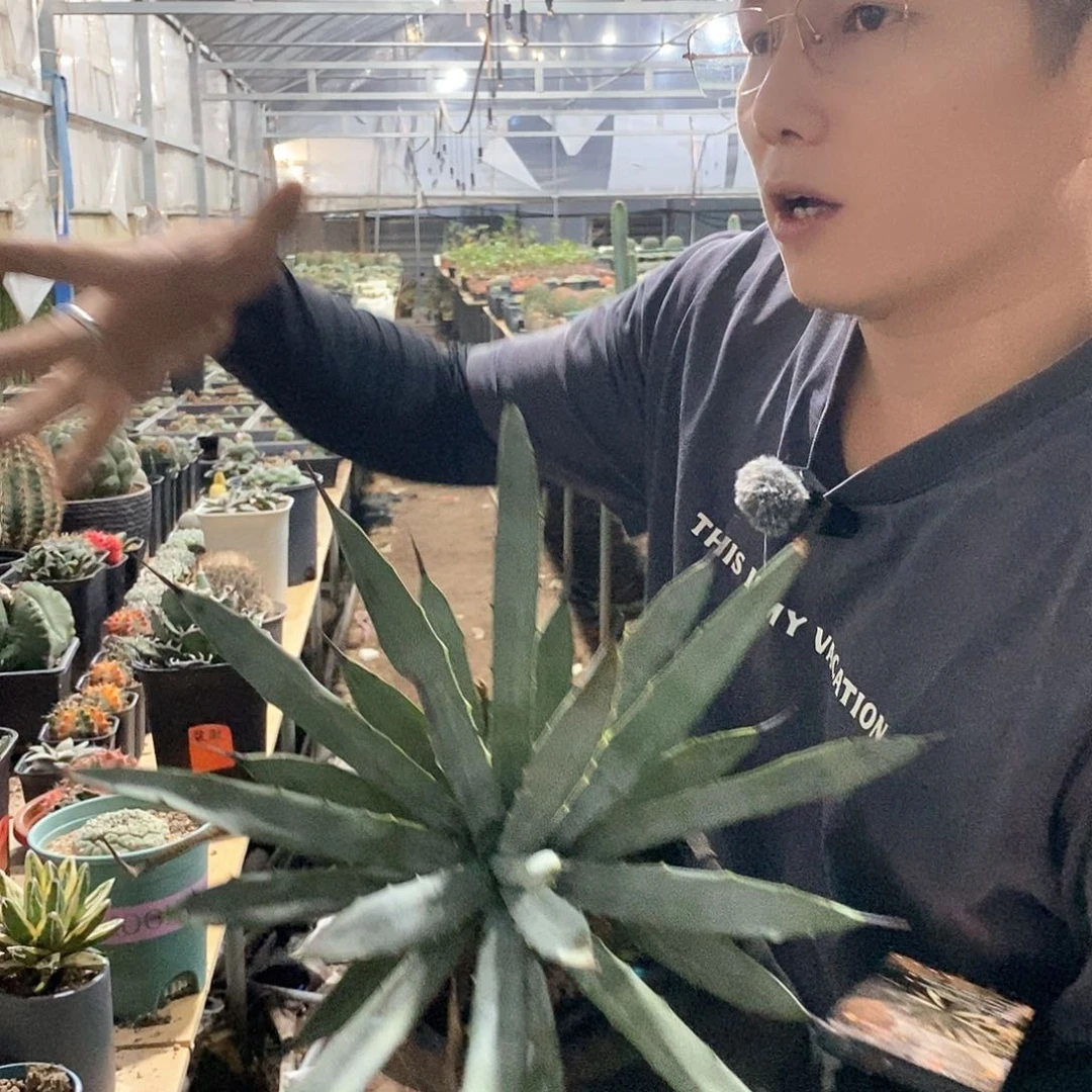 20公分蓝肌八荒殿。