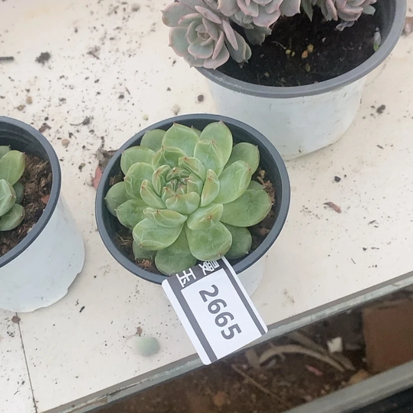 【闪购商品】雪花珍妮2665