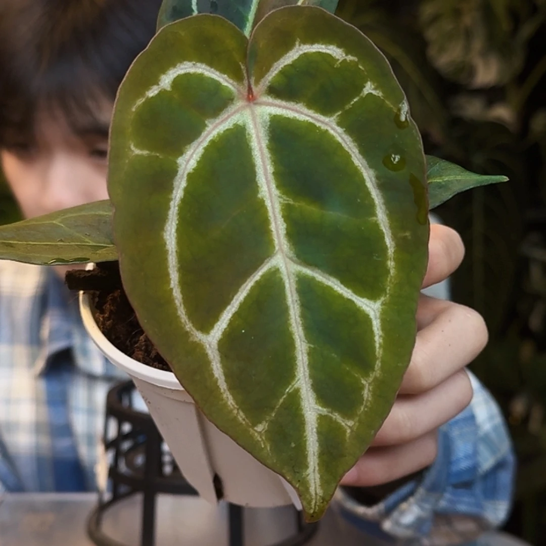 完全开放U133大风车粉脉水晶杂黑丝绒