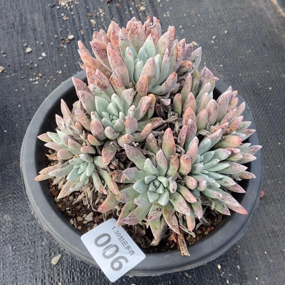 006多肉植物啦啦啦