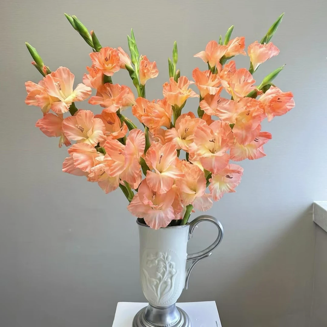 【塞拉橙】唐菖蒲剑兰种球室内庭院绿植四季盆栽室外