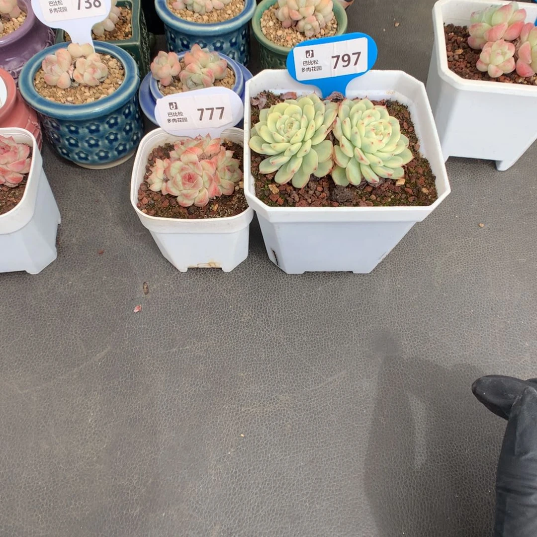 麗***777-797 糖心樱花姬莲锦